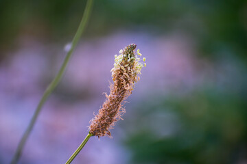 detail of a dying flower