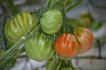Tomate Ochsenherztomate Ochsenherz grün rot Anbau Pflanze Gewächshaus vegan Gemüse Blatt Tomatenpflanze vegan Landwirtschaft Ackerbau Ernte ernten frisch Bio Bioanbau Vegetarisch Veggi Knoblauchsland 