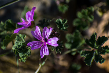 purple flower in the forest