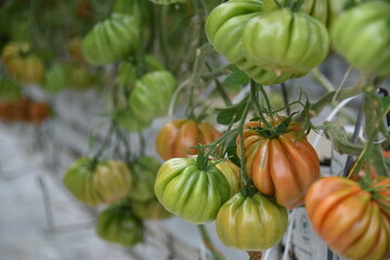 Tomate Ochsenherztomate Ochsenherz grün rot Anbau Pflanze Gewächshaus vegan Gemüse Blatt Tomatenpflanze vegan Landwirtschaft Ackerbau Ernte ernten frisch Bio Bioanbau Vegetarisch Veggi Knoblauchsland 