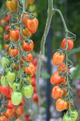 Tomate Paprikatomate rot Anbau Pflanze Gewächshaus Gemüse Blatt scharf Tomatenpflanze vegan Landwirtschaft Ackerbau Ernte ernten frisch Bio Bioanbau Vegetarisch Veggi Knoblauchsland 