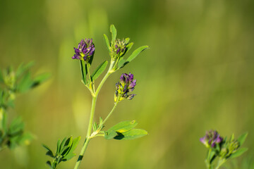 purple flower bathed in evening light