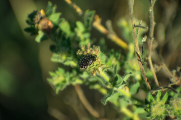 small beetle on a flower