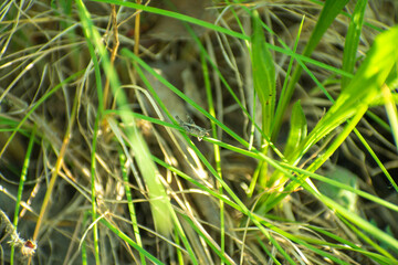 little cricket on a branch of grass