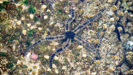 Ophiothrix fragilis (common brittle star, hairy brittle star, Asteria cuvieri, Ophiocoma minuta)....