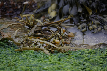 Egg Wrack, or Knotted Wrack, seaweed (Ascophyllum nodosum) © Pete Mella