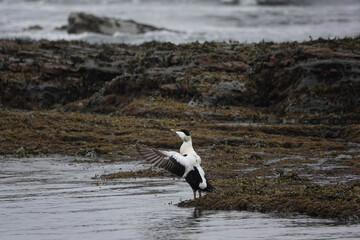 A drake Common Eider duck (Stomateria mollissima) on a rocky beach