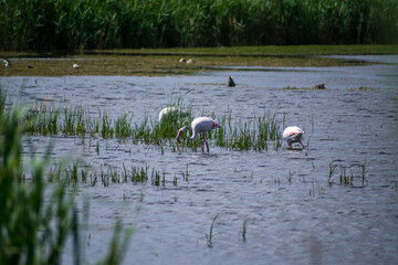 group of flamingos in the wetland