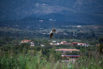 flamingo flying over the wetland