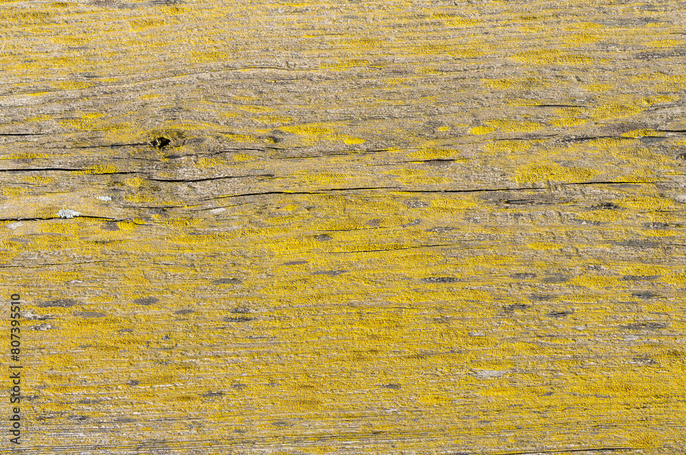 Wall mural close-up high resolution detailed textured lichen-covered wooden board with old weathered yellow age