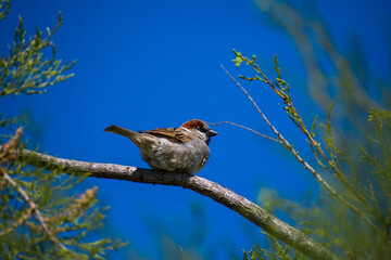 sparrow on a tree branch