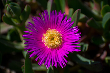 Fototapeta premium purple flowers on a green blanket