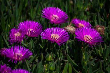 purple flowers on a green blanket