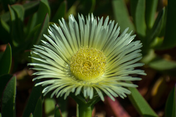 white flowers on a green blanket