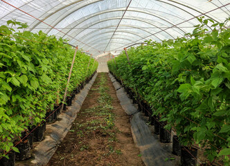 Rows of potted raspberry plants in pots tied up in a high tunnel greenhouse