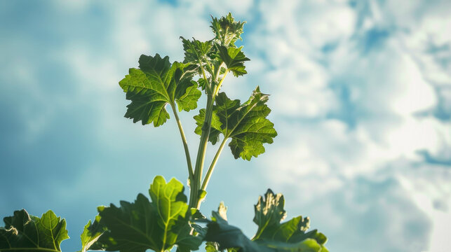 A branch of toxic Giant Hogweed with characteristic leaves against a bright sky illustration