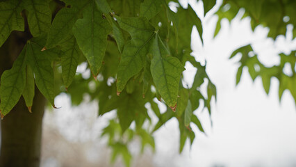 Close-up of platanus hispanica leaves in murcia, spain, with a blurred background emphasizing the plant's texture.