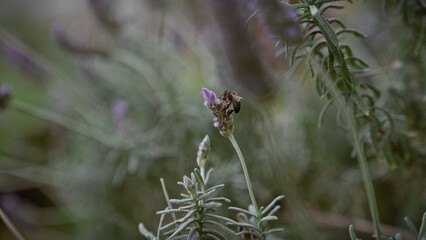 Close-up of a bee pollinating a lavender flower in murcia, spain, with a blurred natural background