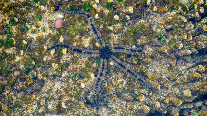 Ophiothrix fragilis (common brittle star, hairy brittle star, Asteria cuvieri, Ophiocoma minuta)....
