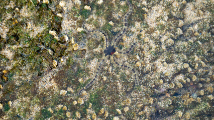 Ophiothrix fragilis (common brittle star, hairy brittle star, Asteria cuvieri, Ophiocoma minuta). This animal is extremely variable in colouration, ranging from violet, purple or red to yellow