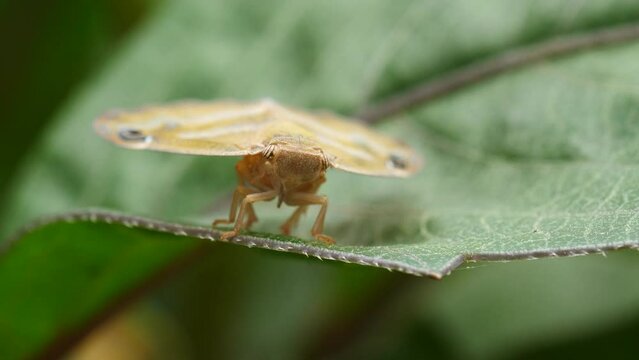 Close-up footage of vampire butterflies perching on green leaves.