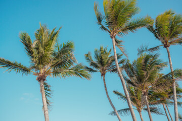 Naklejka premium palm trees with blue sky