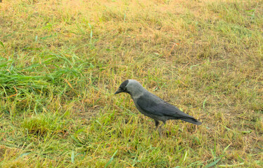 Western jackdaw (Coloeus monedula), Eurasian jackdaw, European jackdaw, black big bird with blue...