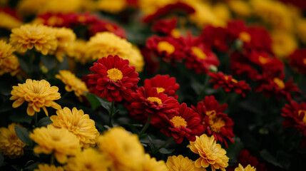 Flores amarelas e vermelhas macro - wallpaper HD