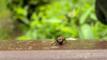 Fly, musca, outside outdoor close up during summer, sitting on wood, view from front