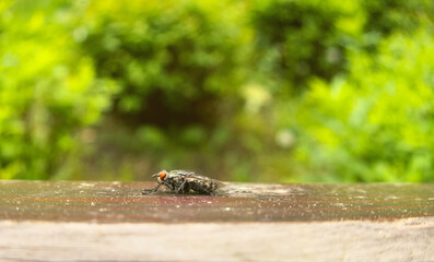 Fly, musca, outside outdoor close up during summer, sitting on wood, view from left side