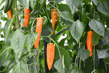 Paprika Spitzpaprika rot Anbau Pflanze Gewächshaus Gemüse Blatt scharf Paprikapflanze bestäuben Landwirtschaft Ackerbau Ernte ernten frisch Bio Bioanbau Vegetarisch Veggi Knoblauchsland 