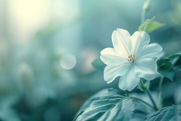 White flower on blue background