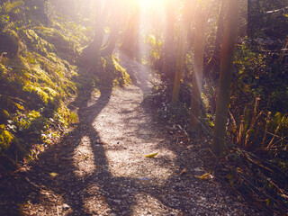 Small narrow footpath in a forest park. Nobody. Warm sunny day. Area with dense tree growth. Sun flare and rays. Outdoor activity.