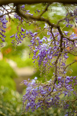Wisteria branches