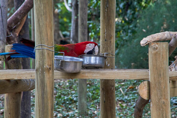 Colorful bird takes its food from a container