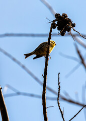 European Serin (Serinus serinus) - Tiny Songbird of Spanish Sunshine pen_spark