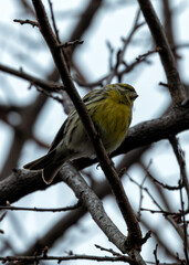 European Serin (Serinus serinus) - Tiny Songbird of Spanish Sunshine pen_spark