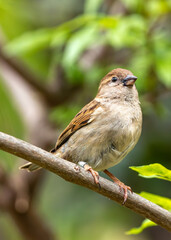 Female House Sparrow (Passer domesticus) - Subtle Charmer