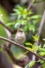 Female House Sparrow (Passer domesticus) - Subtle Charmer