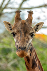 Giraffe (Giraffa camelopardalis), African Savanna