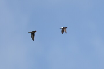 asian house martin in flight