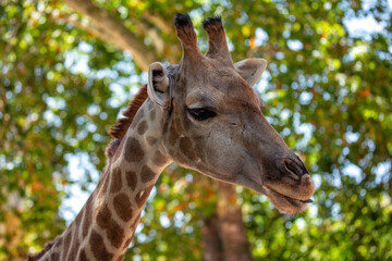 Giraffe (Giraffa camelopardalis), African Savanna