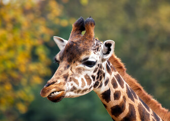 Giraffe (Giraffa camelopardalis), African Savanna