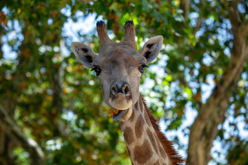 Giraffe (Giraffa camelopardalis), African Savanna