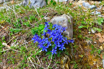 Blue spring gentian (Gentiana verna) flowers