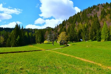 Meadow in Karavanke mountains in spring in Gorenjska, Slovenia