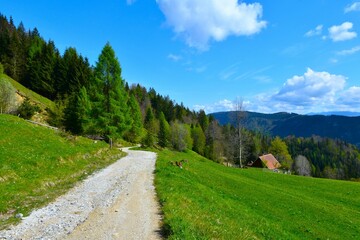 Gravel road leading past meadows in Karavanke mountains into a forest in Gorenjska, Slovenia