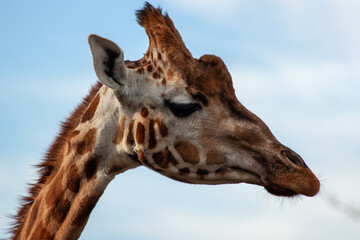 Giraffe (Giraffa camelopardalis), African Savanna