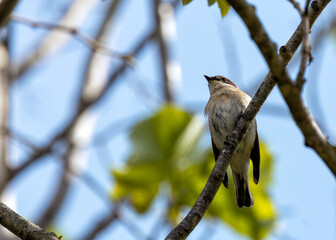 European Pied Flycatcher (Ficedula hypoleuca) - Barcelona's Black & White Beauty
