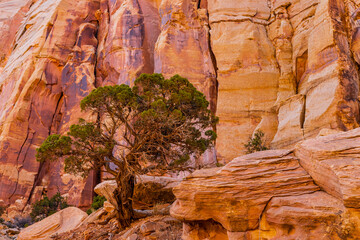 Beautiful sandstone formations at Capitol Reef National Park.